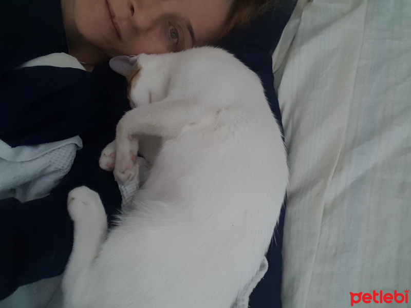 Tekir Kedi, Kedi  mickey fotoğrafı