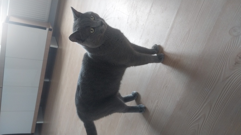 British Shorthair, Kedi  Şans British fotoğrafı