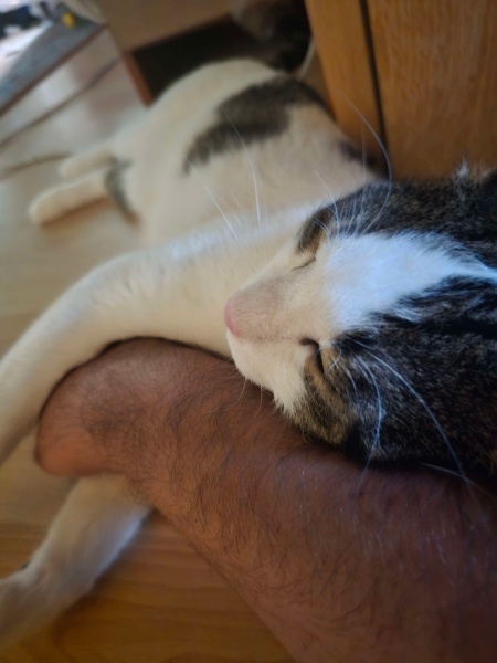 Tekir Kedi, Kedi  Şanslı fotoğrafı