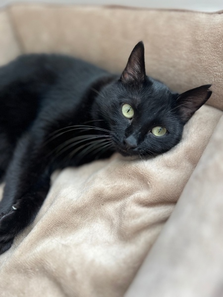 Bombay, Kedi  LUCY fotoğrafı
