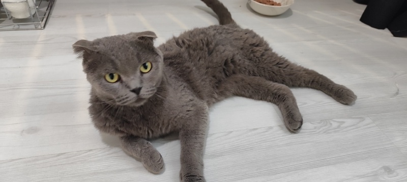 Scottish Fold, Kedi  Behcet fotoğrafı