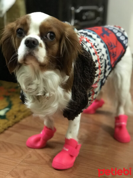 Cavalier King Charles Spanieli, Köpek  Sofia fotoğrafı