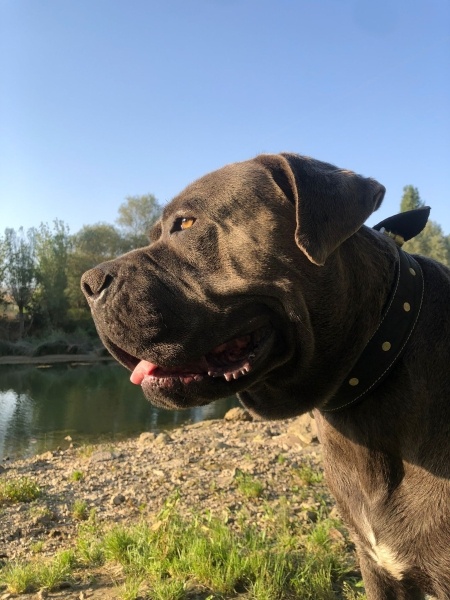 Cane Corso Italiano, Köpek  Efes fotoğrafı