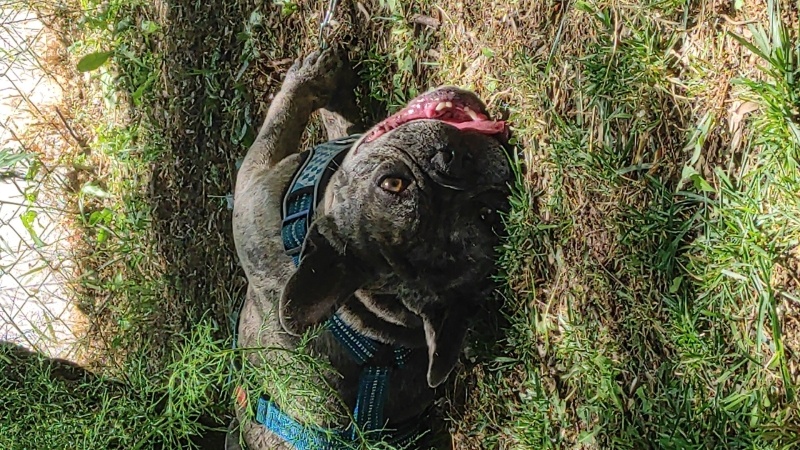 Fransız Bulldog, Köpek  Olaf fotoğrafı