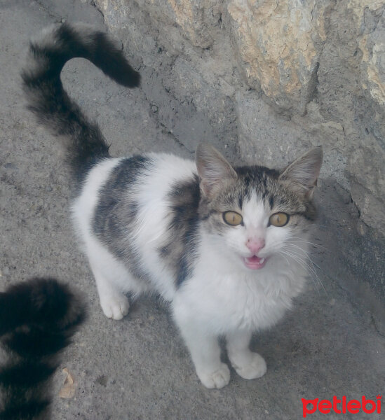 Tekir Kedi, Kedi  tombik fotoğrafı