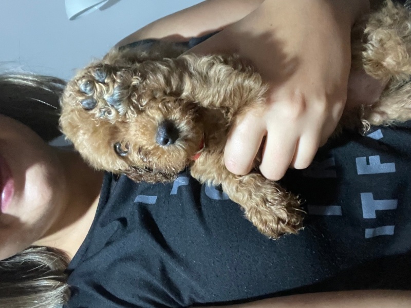 Poodle (Minyatür Kaniş), Köpek  Rafet fotoğrafı