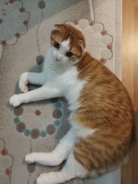 Scottish Fold, Kedi  Boncuk fotoğrafı