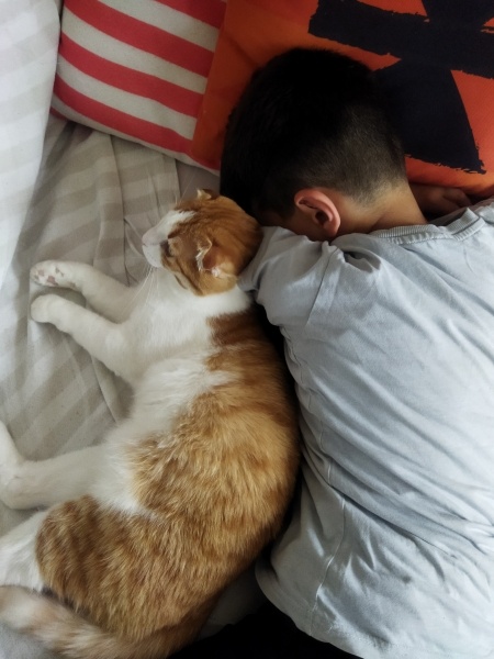 Scottish Fold, Kedi  Boncuk fotoğrafı