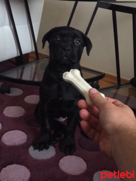 Cane Corso Italiano, Köpek  Börte fotoğrafı