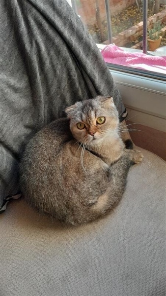 Scottish Fold, Kedi  Hera/Gölge/Bıdık/babuş/Reçel/Kamil fotoğrafı