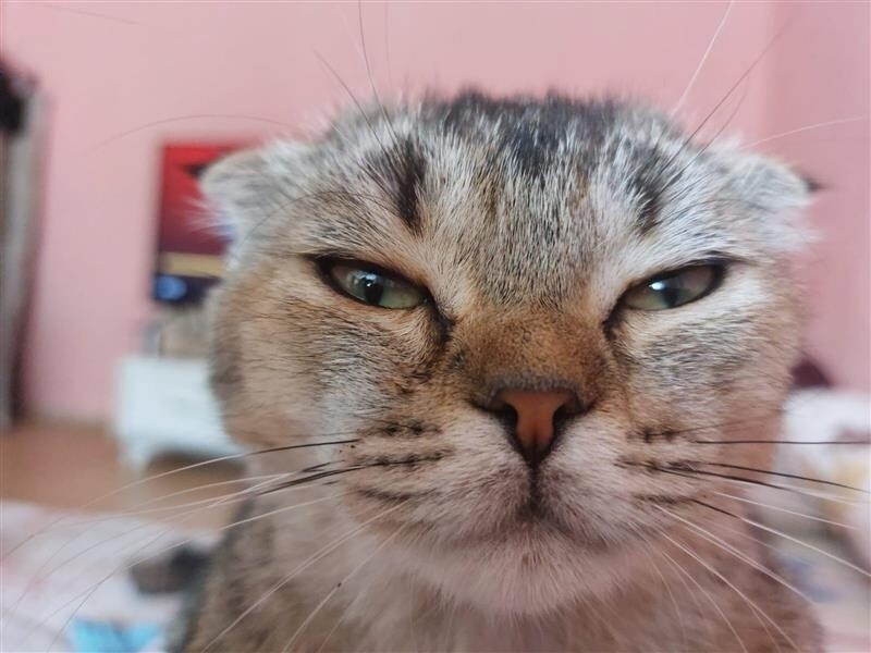 Scottish Fold, Kedi  Hera/Gölge/Bıdık/babuş/Reçel/Kamil fotoğrafı