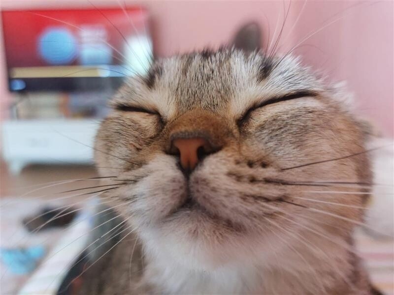 Scottish Fold, Kedi  Hera/Gölge/Bıdık/babuş/Reçel/Kamil fotoğrafı