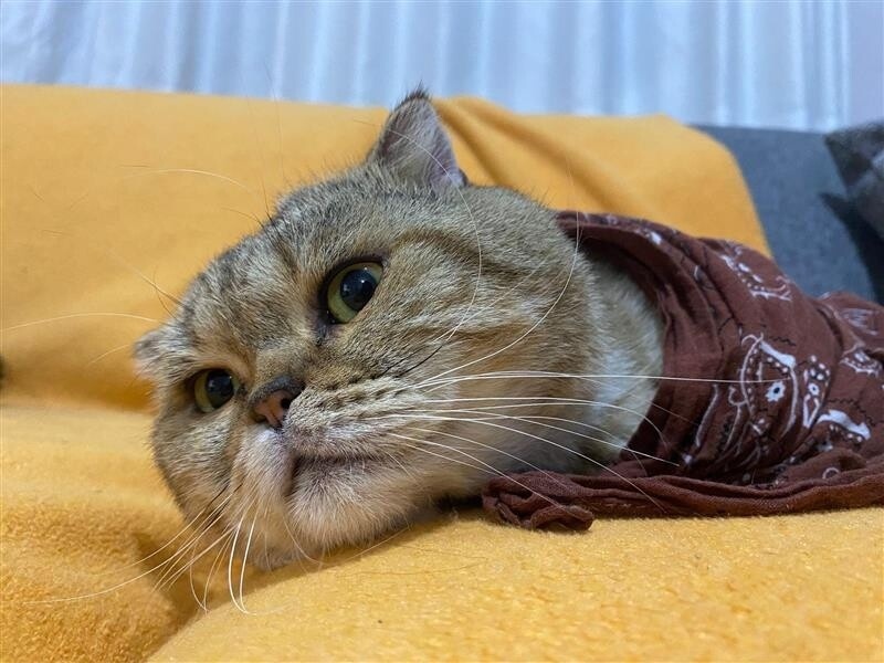 Scottish Fold, Kedi  Hera/Gölge/Bıdık/babuş/Reçel/Kamil fotoğrafı