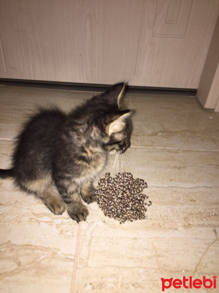 Tekir Kedi, Kedi  poncik fotoğrafı