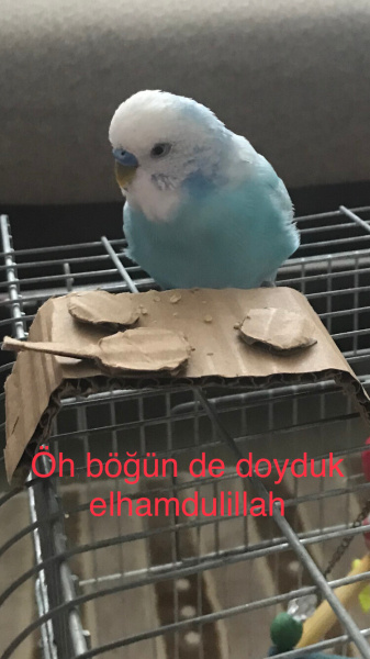 Muhabbet Kuşu, Kuş  Bulut fotoğrafı