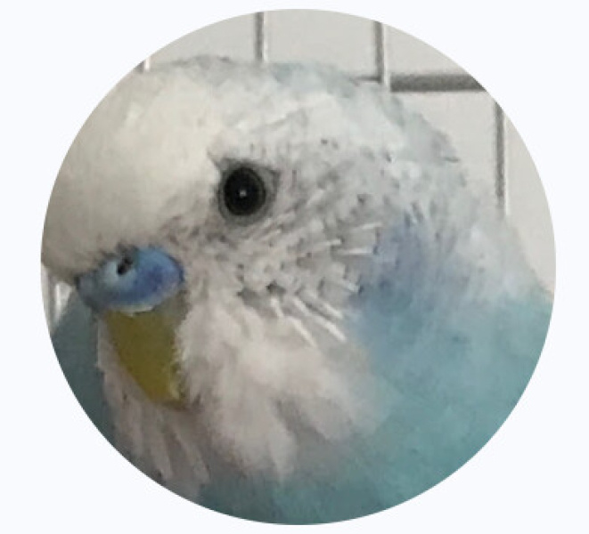 Muhabbet Kuşu, Kuş  Bulut fotoğrafı