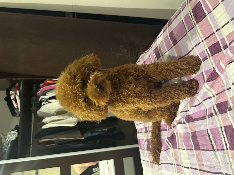 Poodle (Minyatür Kaniş), Köpek  Kaju fotoğrafı