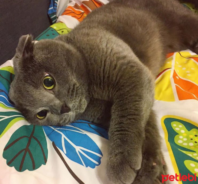 Scottish Fold, Kedi  Kerim fotoğrafı
