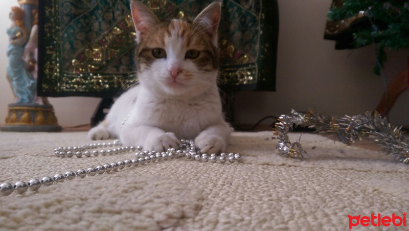 Tekir Kedi, Kedi  ÇITIR fotoğrafı
