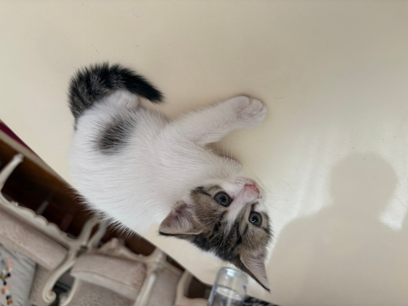 Tekir Kedi, Kedi  Macun fotoğrafı