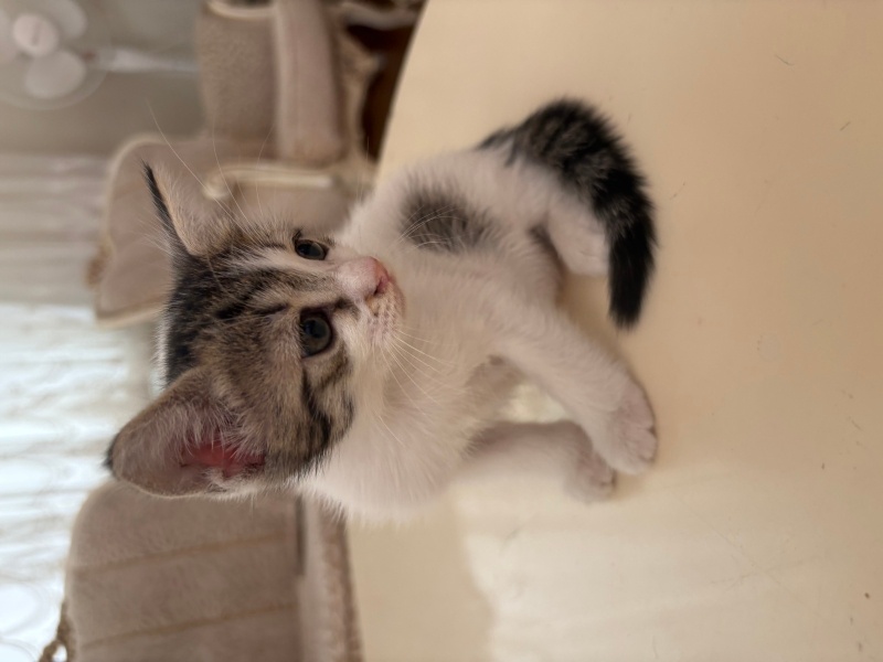 Tekir Kedi, Kedi  Macun fotoğrafı
