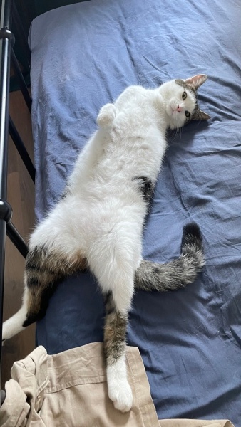 Tekir Kedi, Kedi  Virgül fotoğrafı
