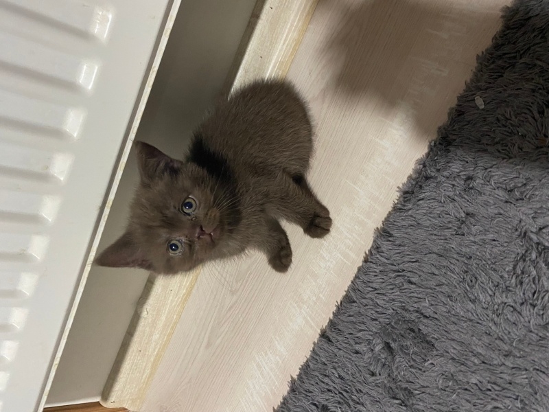 British Shorthair, Kedi  Çikolata bebek fotoğrafı