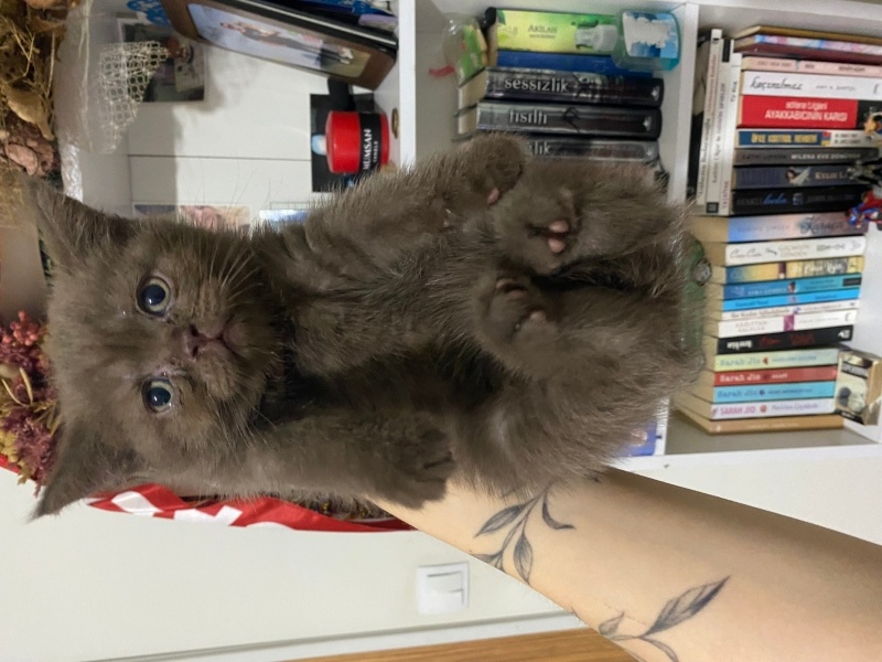 British Shorthair, Kedi  Çikolata bebek fotoğrafı