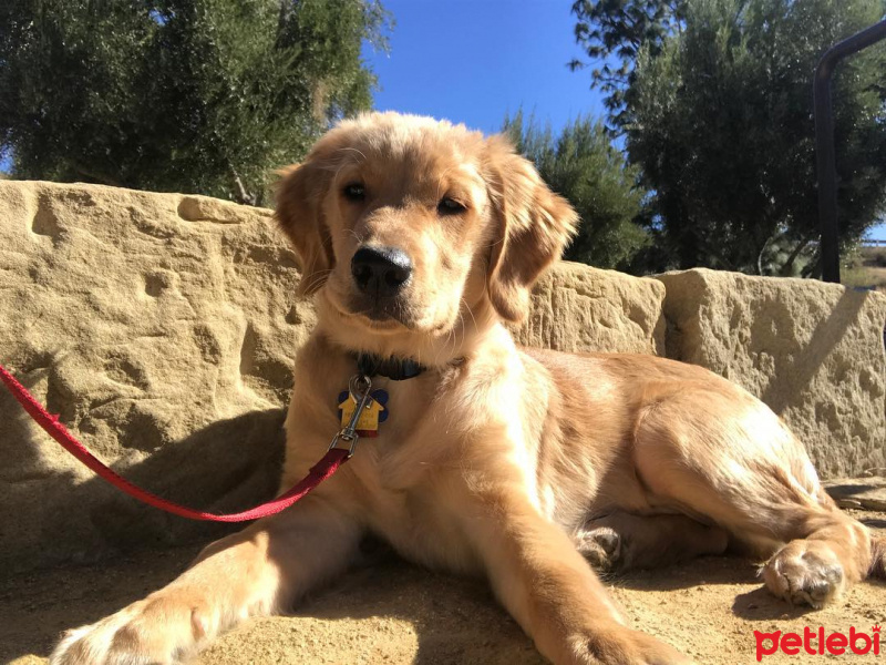 Golden Retriever, Köpek  Pörçük  fotoğrafı