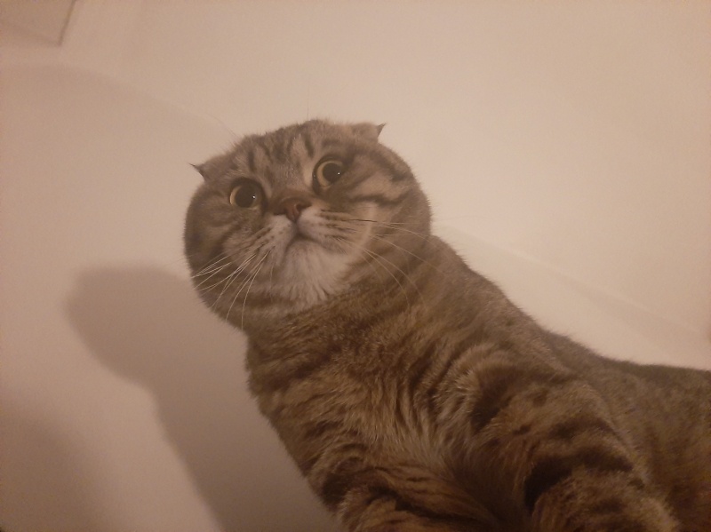 Scottish Fold, Kedi  Çakıl fotoğrafı