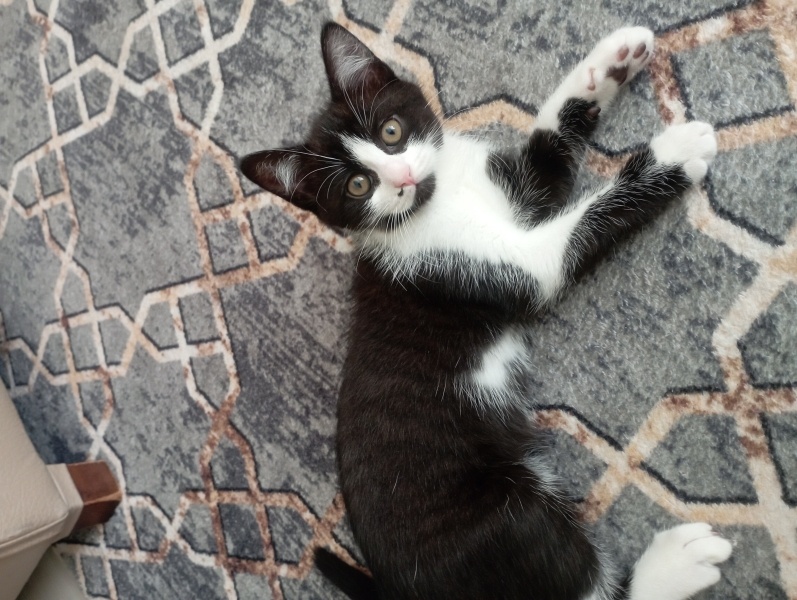 Tekir Kedi, Kedi  Paşa fotoğrafı