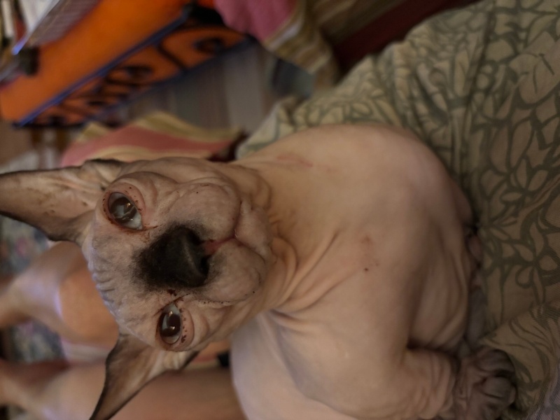 Sphynx, Kedi  Ares fotoğrafı