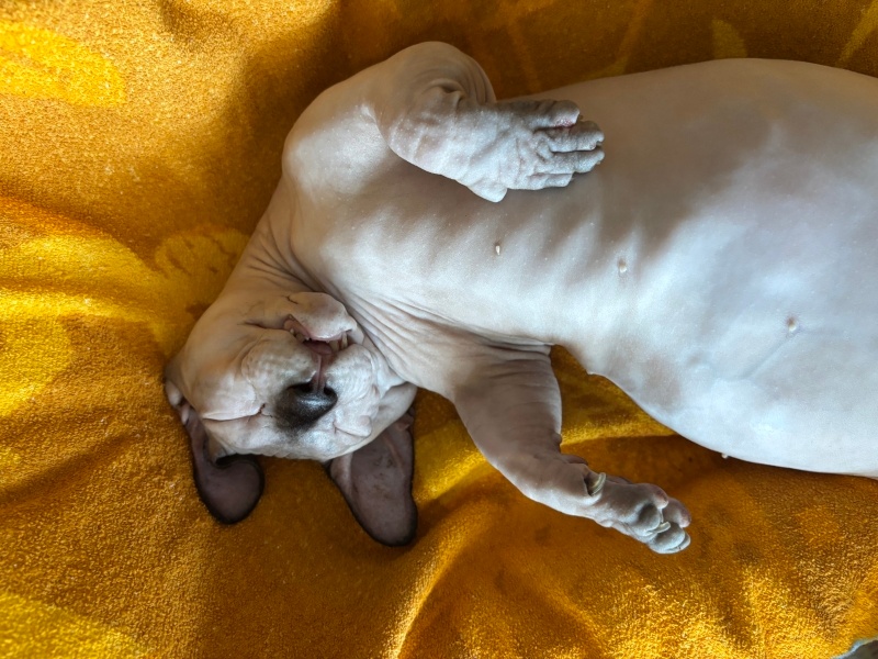Sphynx, Kedi  Ares fotoğrafı