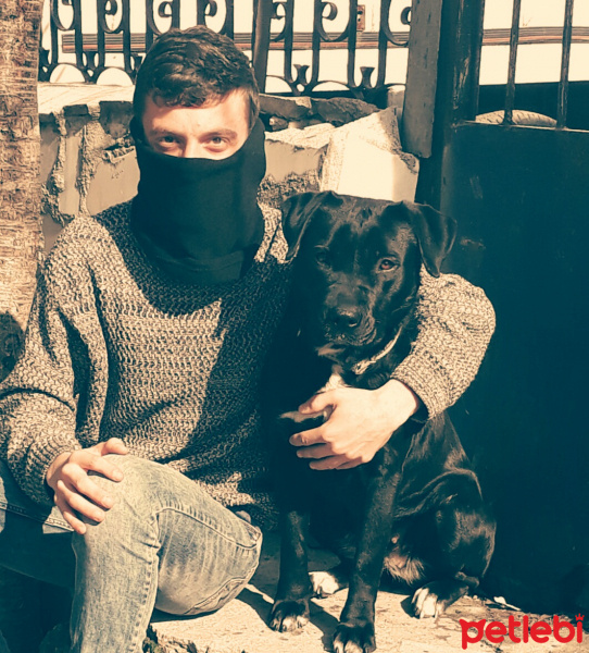 Amerikan Staffordshire Terrier, Köpek  Ares fotoğrafı