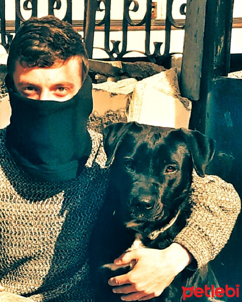 Amerikan Staffordshire Terrier, Köpek  Ares fotoğrafı