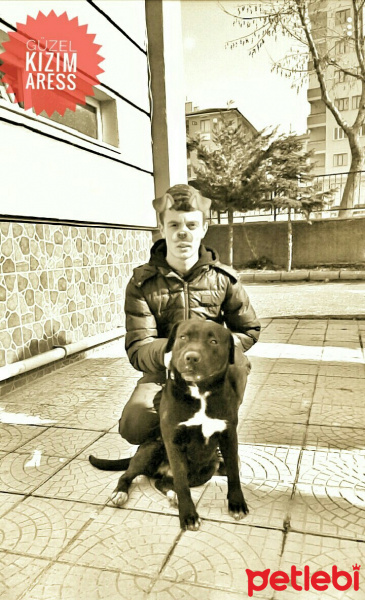 Amerikan Staffordshire Terrier, Köpek  Ares fotoğrafı
