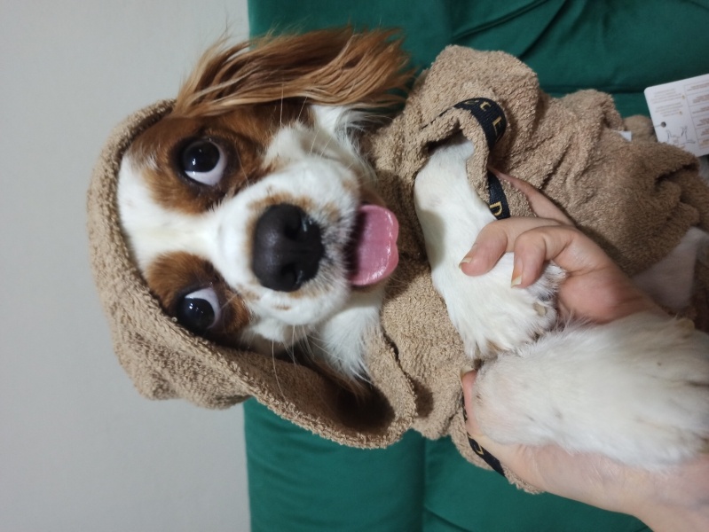 King Charles Spaniel, Köpek  Leo fotoğrafı