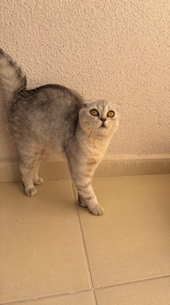 Scottish Fold, Kedi  Mia fotoğrafı