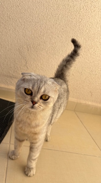 Scottish Fold, Kedi  Mia fotoğrafı