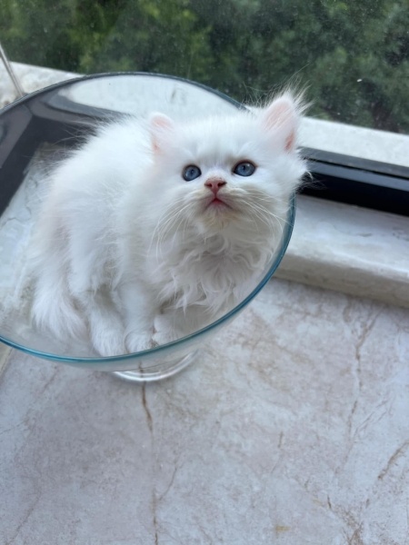 British Longhair, Kedi  PAMİR fotoğrafı