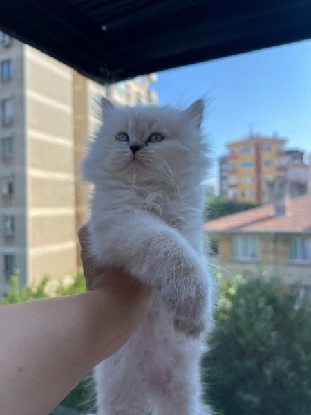 British Longhair, Kedi  PAMİR fotoğrafı