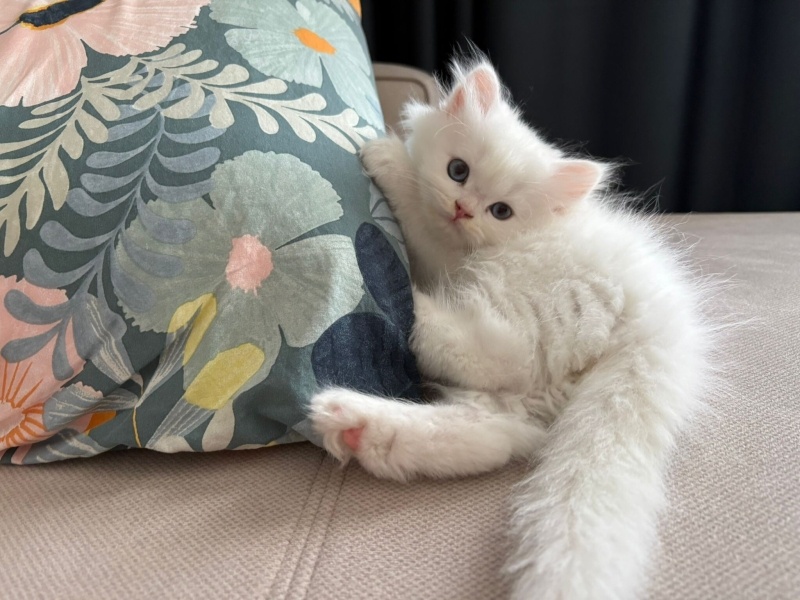 British Longhair, Kedi  PAMİR fotoğrafı