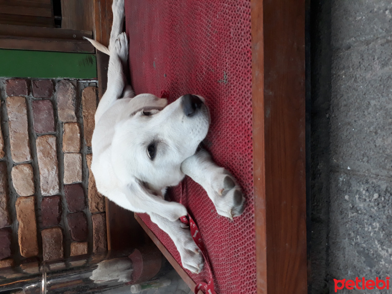 Akbaş, Köpek  EMY fotoğrafı