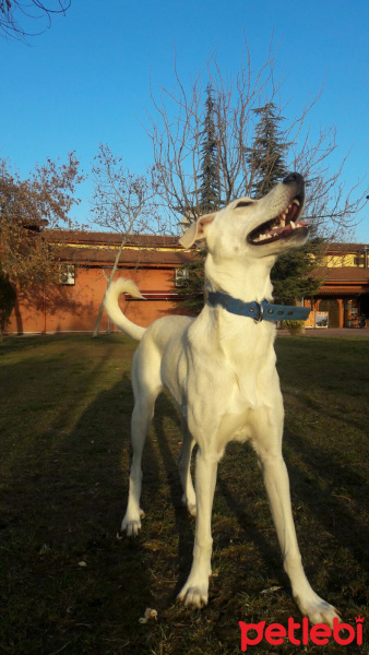 Akbaş, Köpek  EMY fotoğrafı