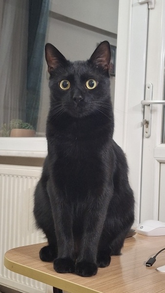 Tekir Kedi, Kedi  ORİ fotoğrafı