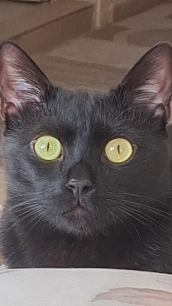 Tekir Kedi, Kedi  ORİ fotoğrafı