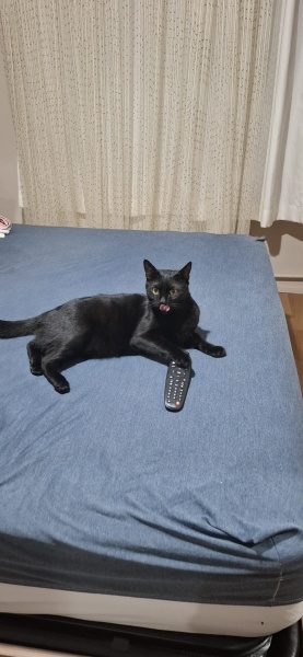 Tekir Kedi, Kedi  ORİ fotoğrafı