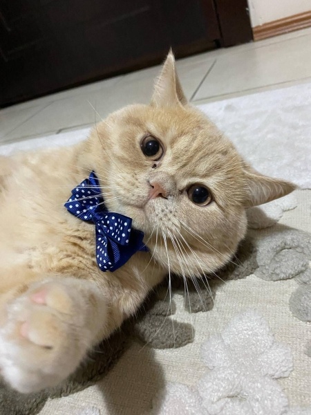 British Shorthair, Kedi  Badem fotoğrafı