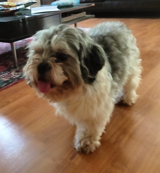 Shih Tzu, Köpek  Cookie fotoğrafı