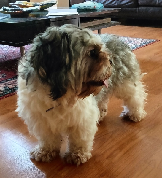 Shih Tzu, Köpek  Cookie fotoğrafı